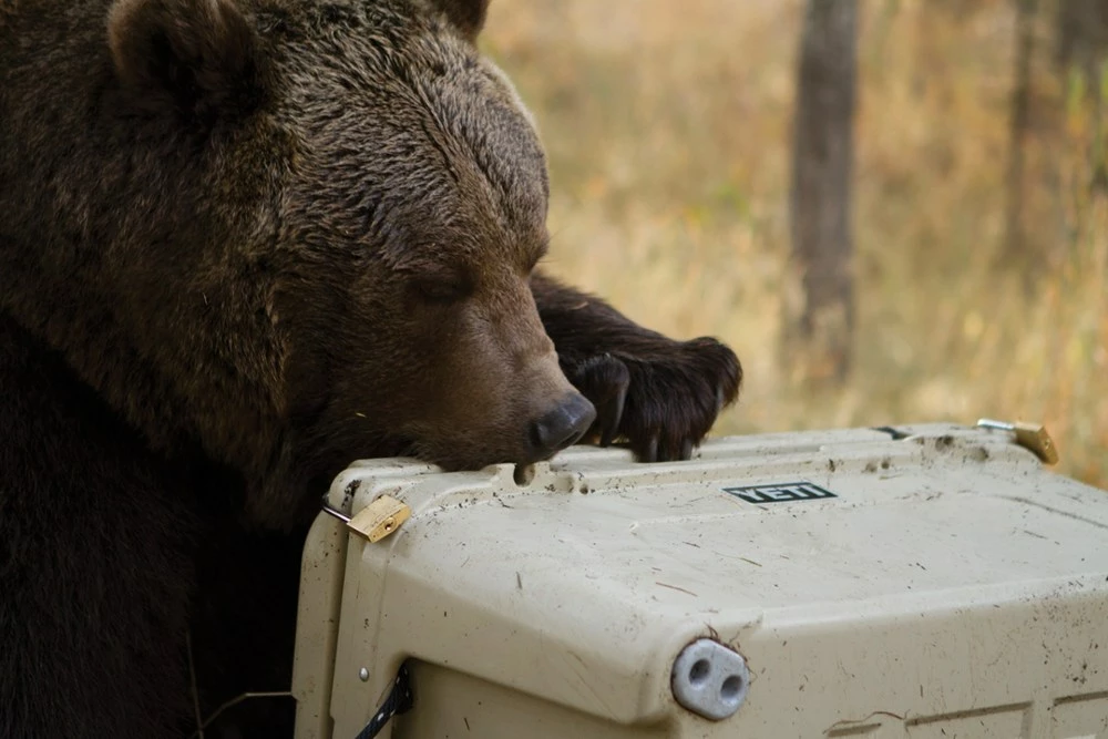 YETI Tundra 65 Cooler 7 YETI Tundra 65 Cooler - Image 5